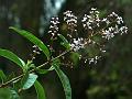 Lemon Verbena